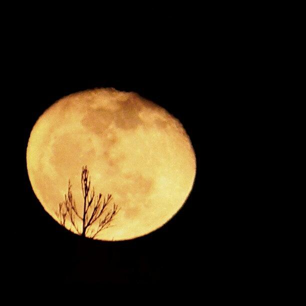 Tree Photograph - The Low Moon by Brandi Suarez