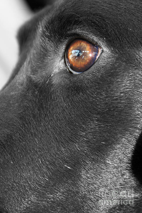 Iris Photograph - The Loyal Dog-Man and Friend by Janice Pariza