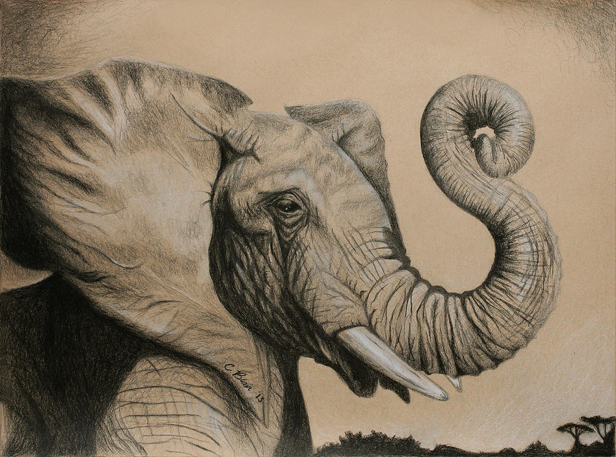 The Luckiest Elephant Drawing by Chelsea Blair Realistic Drawings Of Elephants