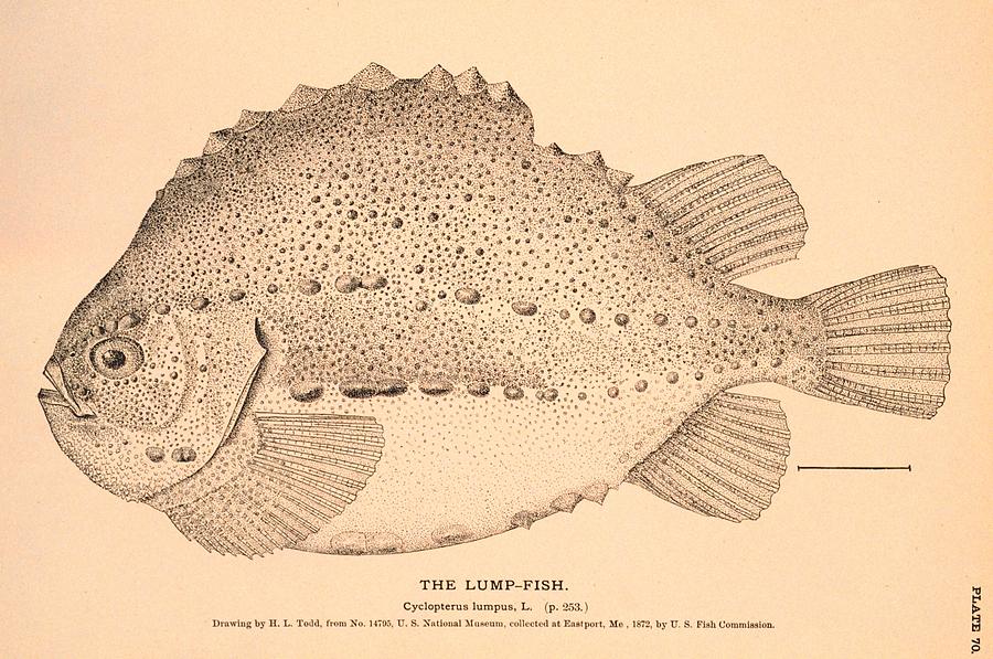 The Lump Fish Drawing by Brian Long - Fine Art America