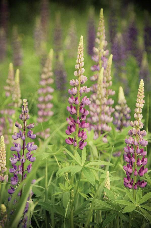 Flower Photograph - The Lupines by Tingy Wende
