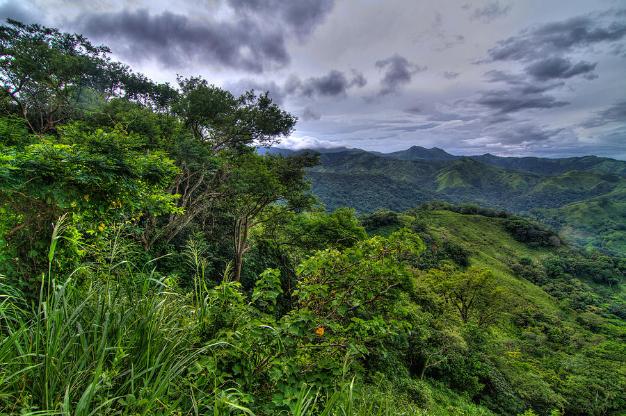 Jungle Photograph - The Lush Greens of Costa Rica by Andres Leon