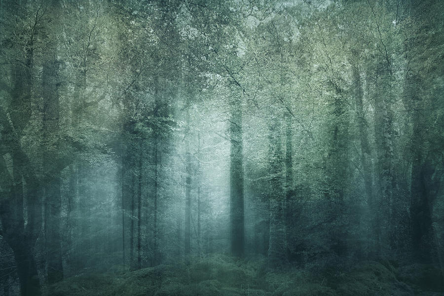 The Magic Forest Photograph by Sharon Johnstone