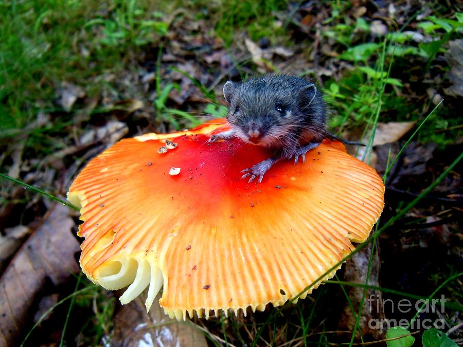 Mushroom Photograph - The Magic Mouse by Sharon Costa