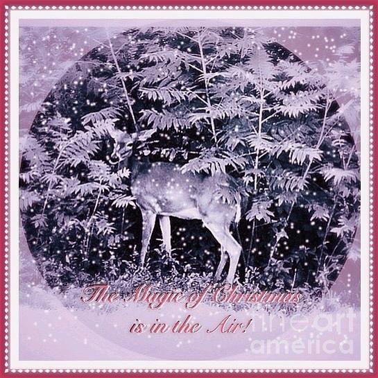 The Magic of Christmastime in a Woodland II Photograph by Kimberlee Baxter