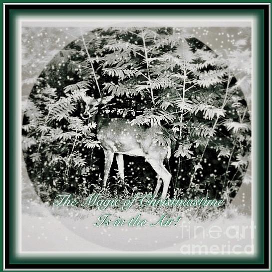 The Magic of Christmastime in a Woodland Photograph by Kimberlee Baxter