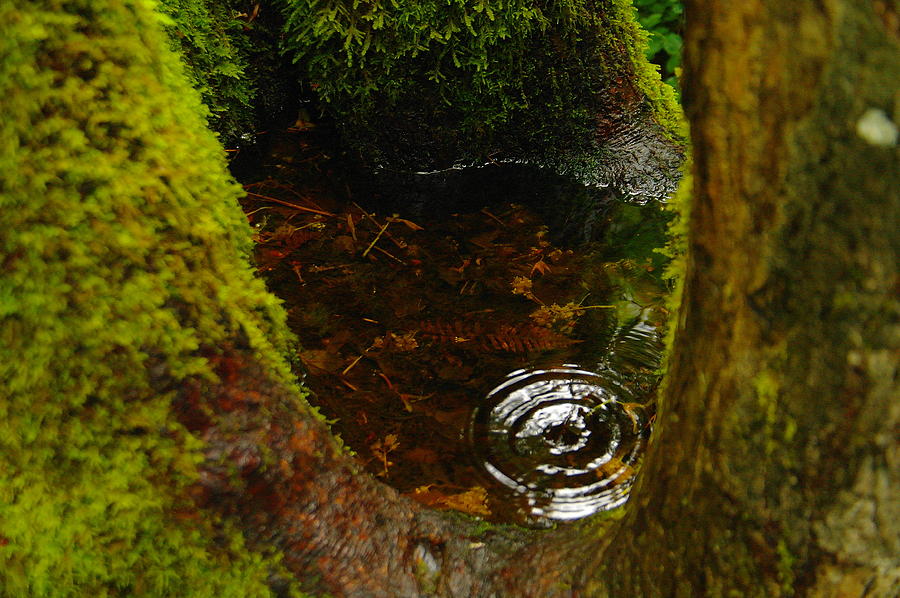 Tree Photograph - The Magic Of One Drop by Jeff Swan