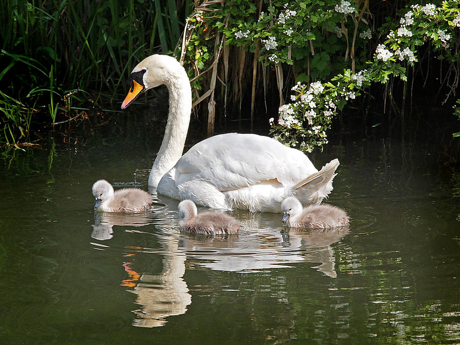 Swan Photograph - The Magic Of Spring by Gill Billington