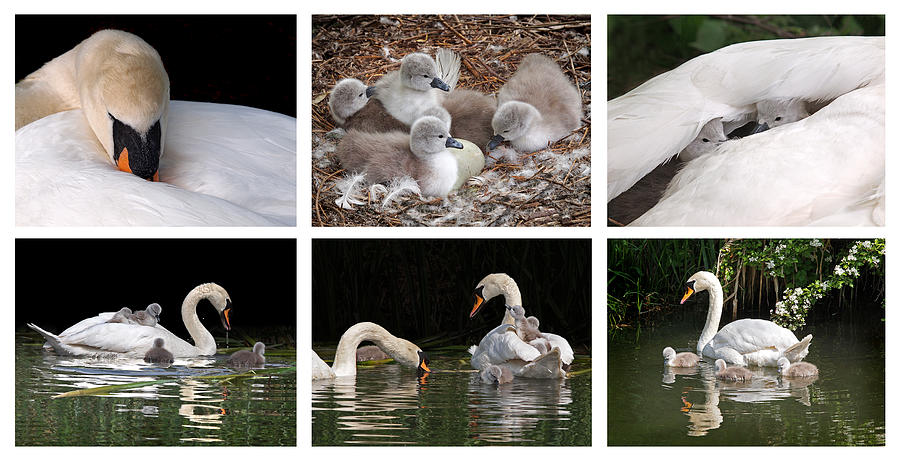 Swan Photograph - The Magic Of Spring Panorama by Gill Billington