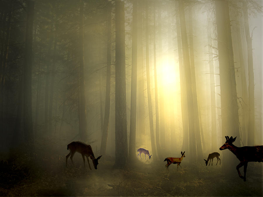 Deer Photograph - The Magic Of Sunrise by Diane Schuster