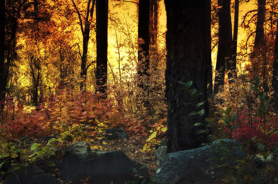 The Magic of the Forest  Photograph by Saija Lehtonen