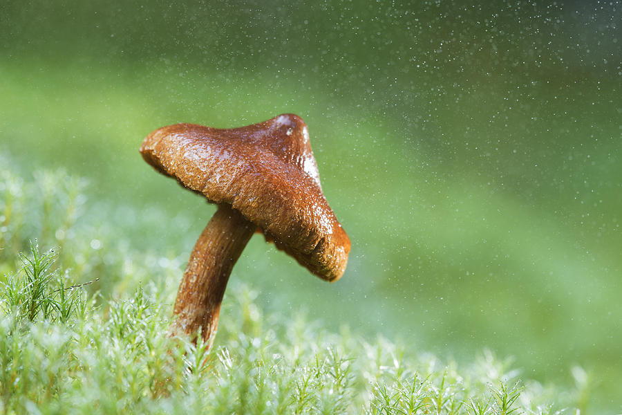 The magic umbrella Photograph by Mircea Costina Photography