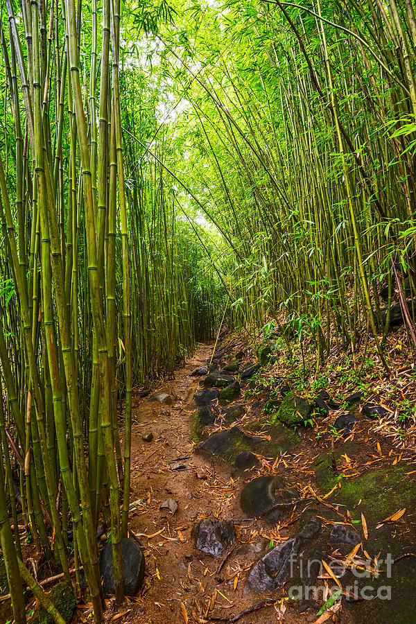 The magical bamboo forest of Maui near the Na'ili'ili Haele stre ...