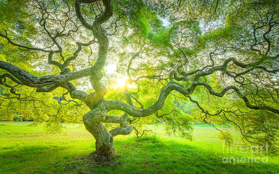 The Magical Japanese Maple Tree Photograph by Michael Ver Sprill