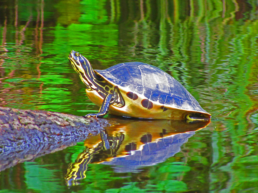The Magnificence of Turtle Photograph by Lenore Senior