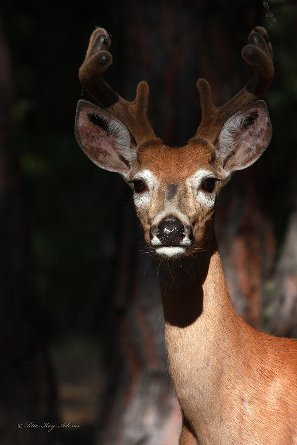 Deer Photograph - The Magnificent One  by Rita Kay Adams
