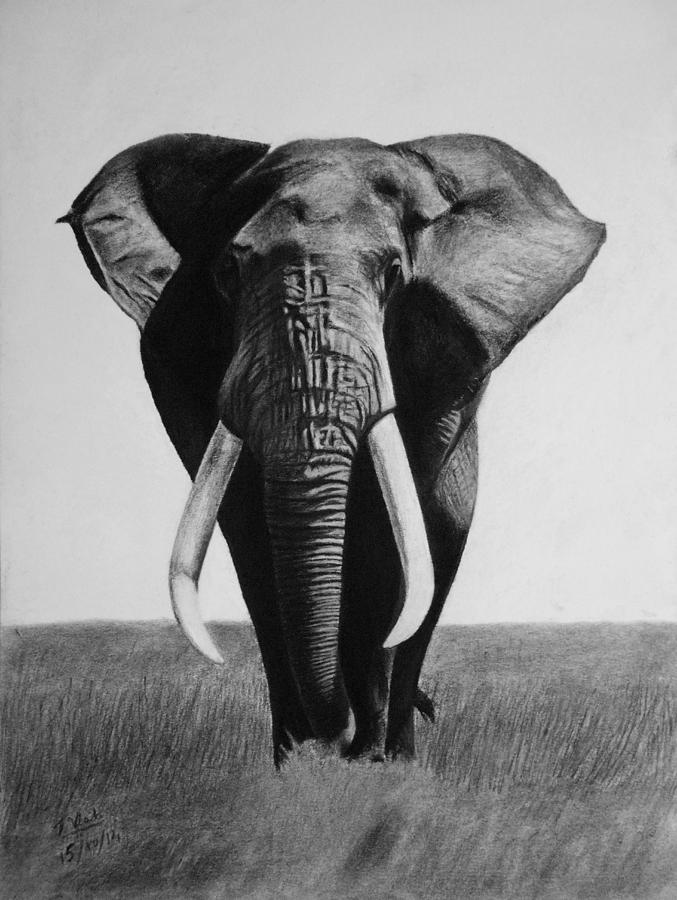 The magnificent one Drawing by Vishvesh Tadsare - Fine Art America