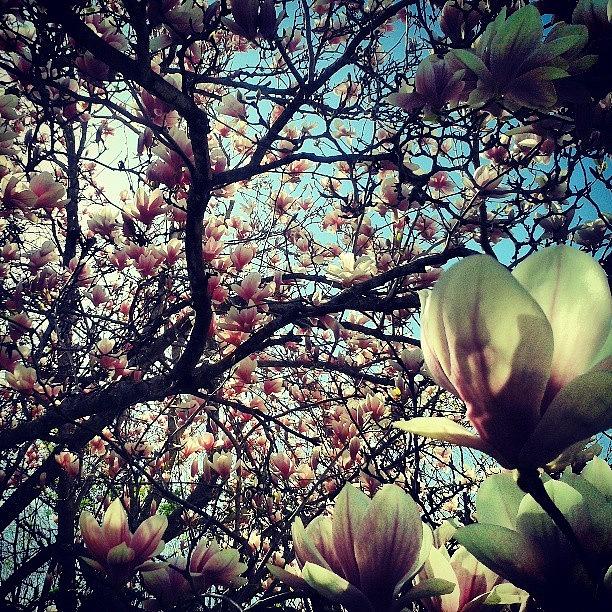 The Magnolia In My Backyard Photograph by Spike Kelly-rossini
