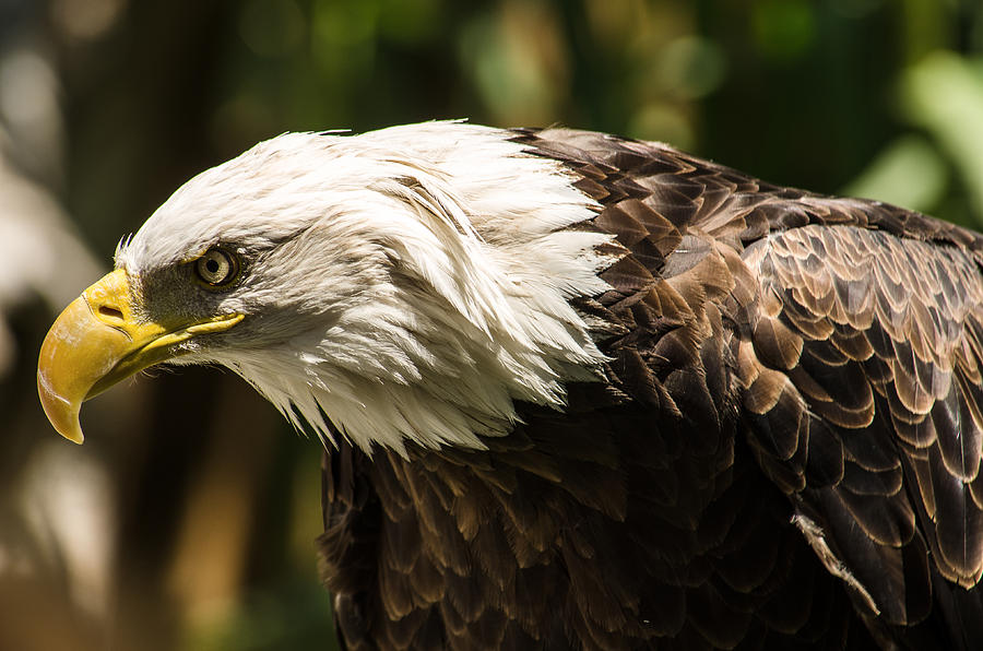 The Majestic American Bald Eagle Photograph by Yeates Photography