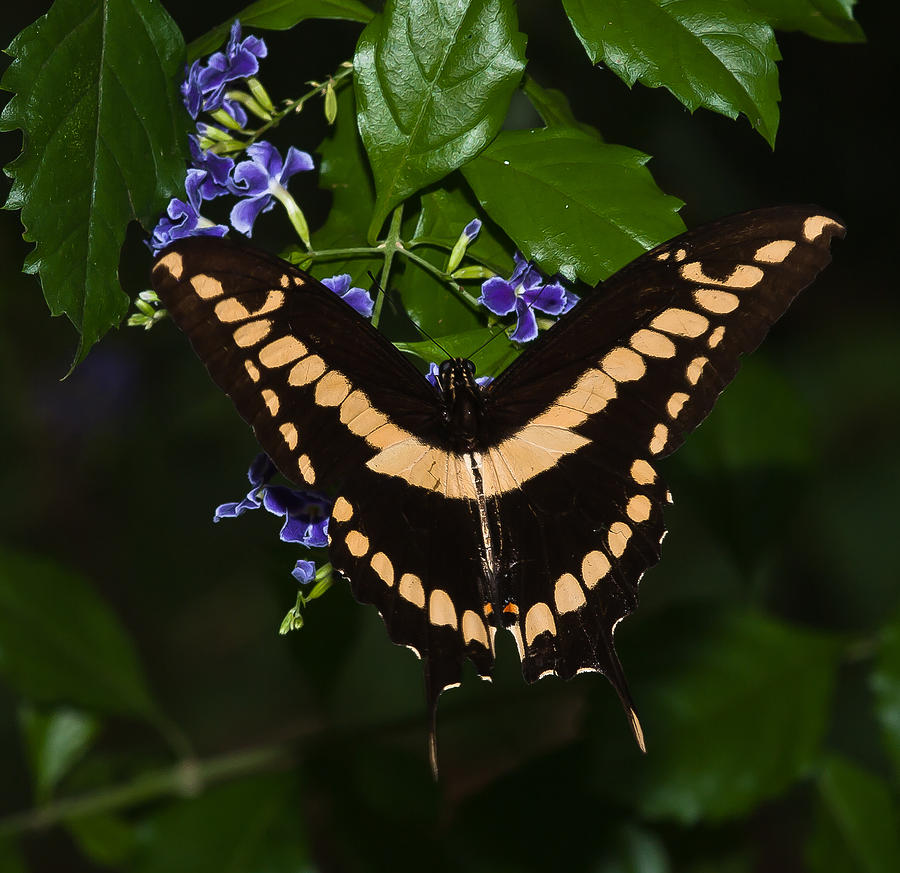 The Majestic Butterfly Photograph By Carlos V Bidart Fine Art America