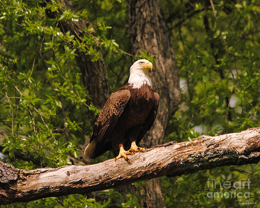 The Majestic Eagle II Photograph by Jai Johnson