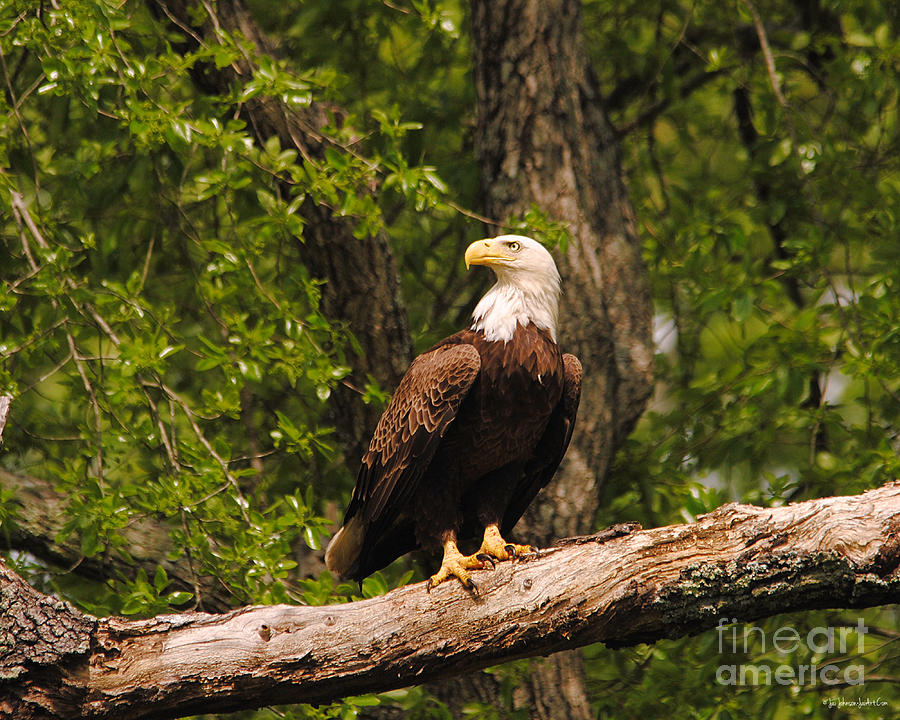 The Majestic Eagle III Photograph by Jai Johnson