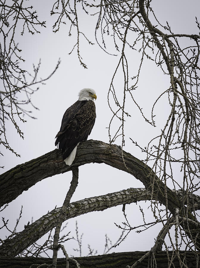Eagle Photograph - The Majestic Eagle by Thomas Young