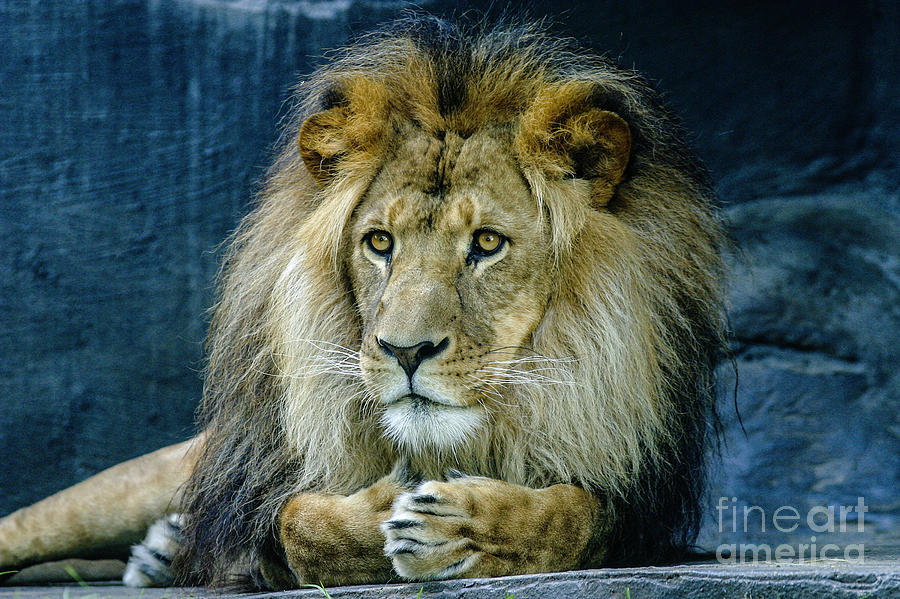 The majestic lion Photograph by Sheila Smart Fine Art Photography