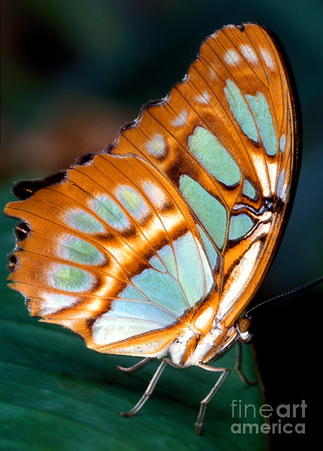 The Malachite Butterfly 2 Photograph by Terry Elniski