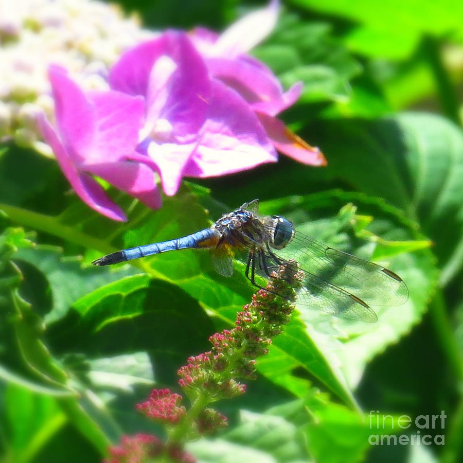 The Male Blue Dasher Dragonfly Photograph by Scott Cameron