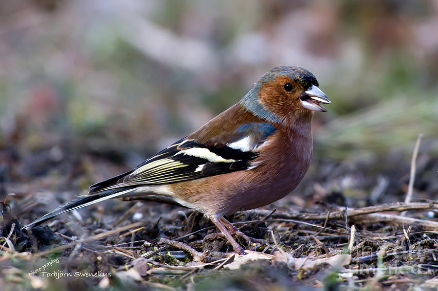 The Male Chaffinch Photograph by Torbjorn Swenelius