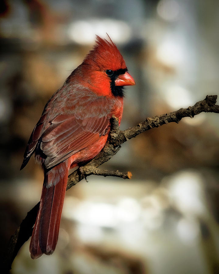 The Male Northern Cardinal Photograph by Lana Trussell