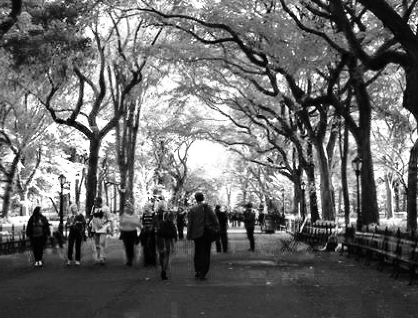 Central Park Photograph - The Mall by Justin Lee Williams