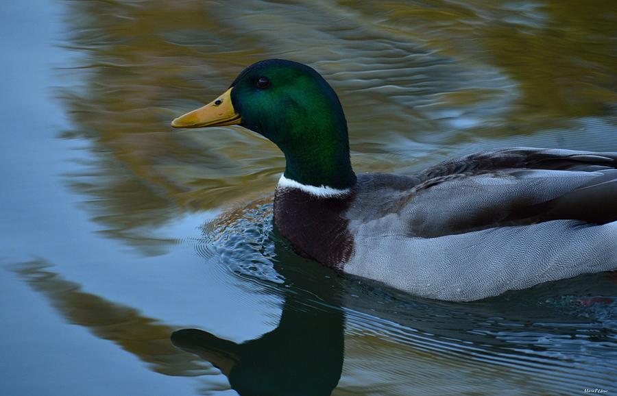 The Mallard Duck Photograph by Maria Urso