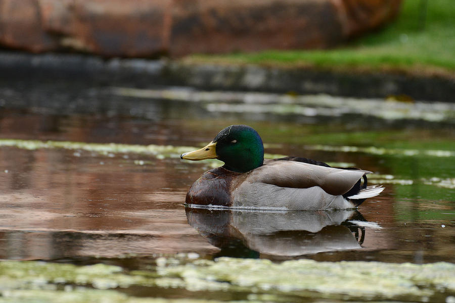 The Mallard Photograph by Jeanne May