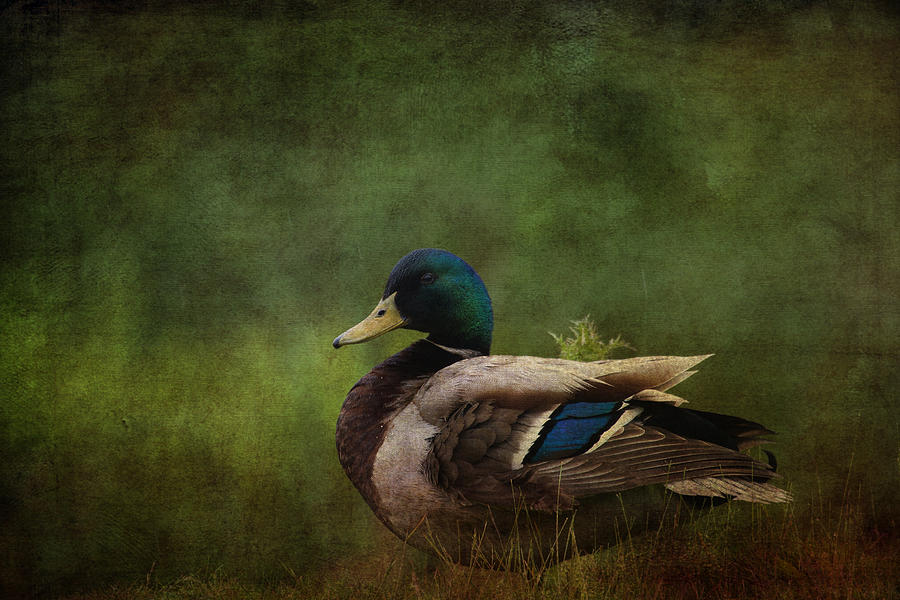The mallard textured image Photograph by Chris Smith
