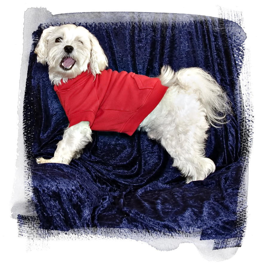 Poodle Photograph - The Maltipoo Bailey Winking at the Camera by Harold Bonacquist