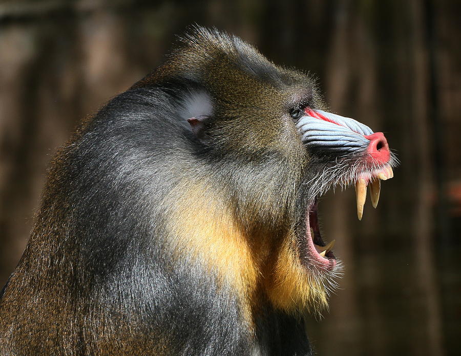 The Mandrill Sergeant Photograph by Ger Bosma