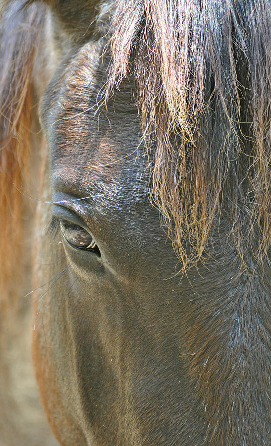 The Mane Eye Photograph by Bruce Gourley