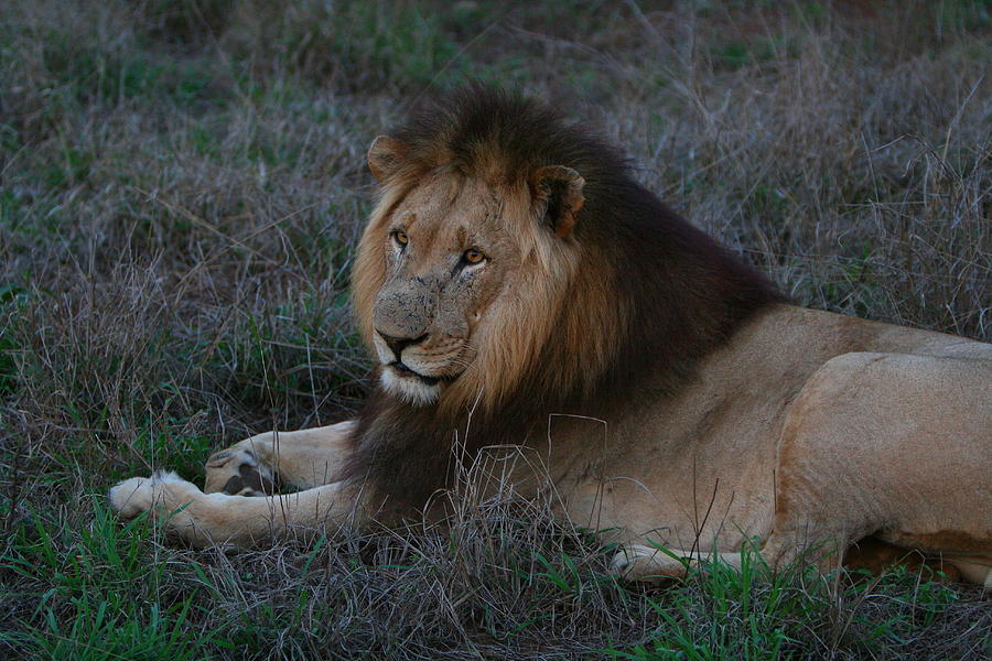 The Mane Male Photograph by Bruce J Robinson