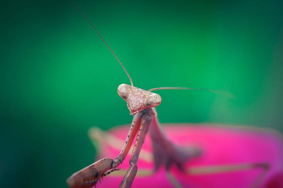 The Mantis Photograph by Shane Holsclaw