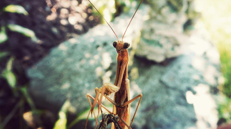 Insects Photograph - The Mantis Watches by Kristina Savasta