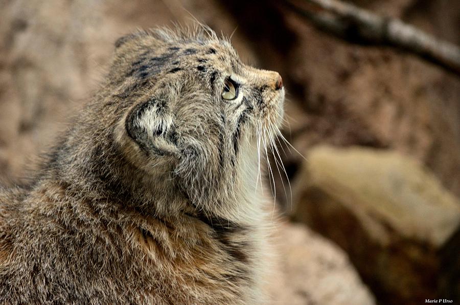 The Manul Photograph by Maria Urso