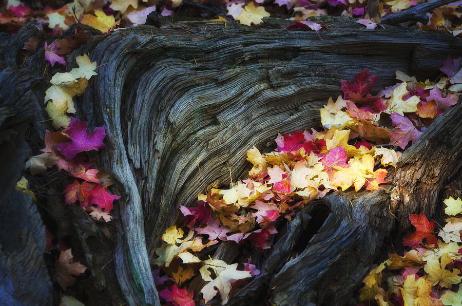 Fall Photograph - The Many Colors of Fall  by Saija Lehtonen