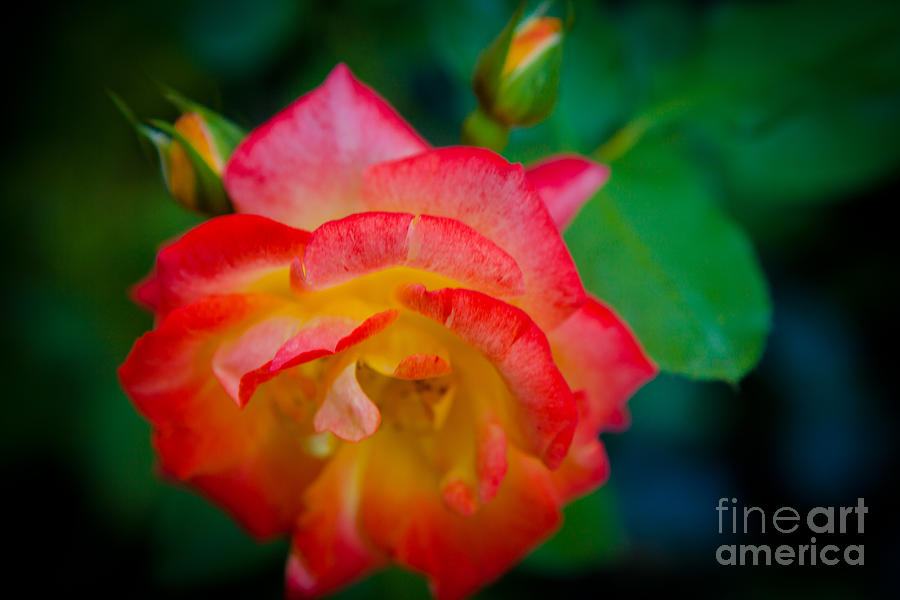 The Many Layers of a Rose Photograph by Sarah Valentine - Fine Art America