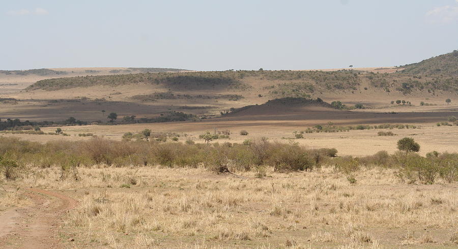 The Mara Plains Photograph by Sue Long