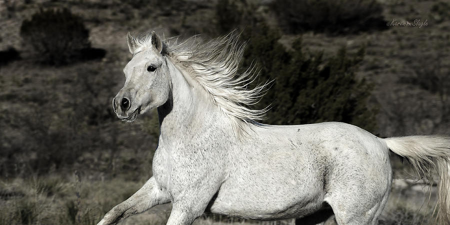 The Mare With the Flying Mane Photograph by Karen Slagle