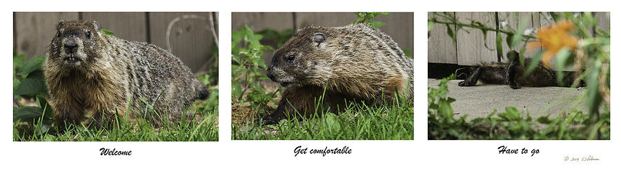 The Marmot Check Out Photograph by Ed Peterson