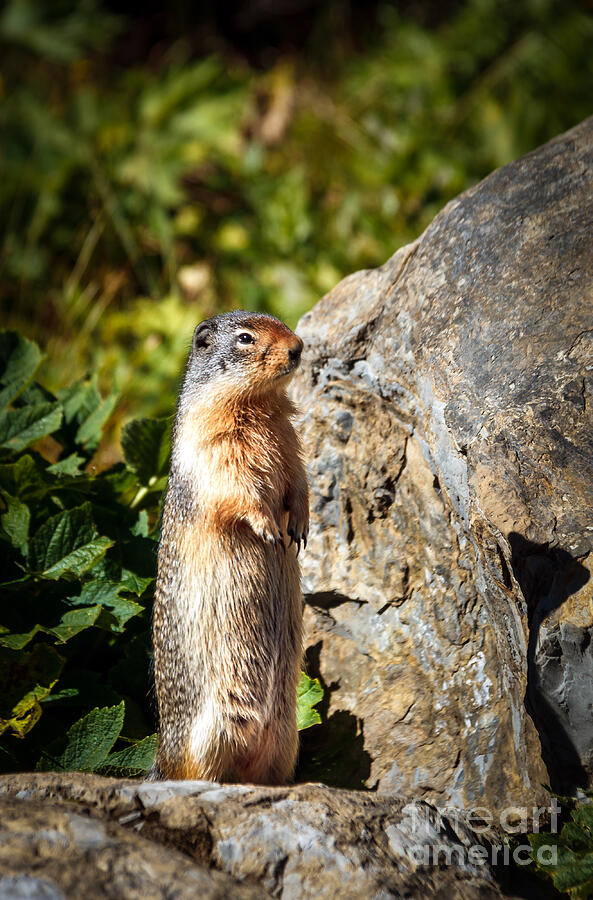 The Marmot Photograph by Robert Bales