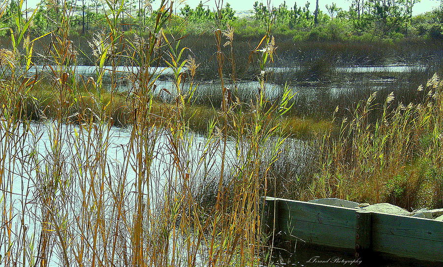 Nature Photograph - The Marsh by Debra Forand